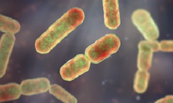 Bacteroides spp.